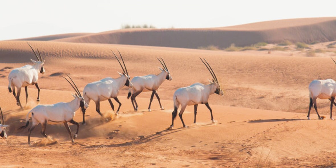 Dubai Desert Conservation Reserve